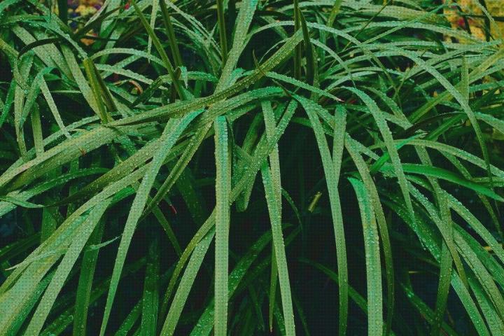 Las mejores marcas de plantas antimosquitos antimosquitos plantas antimosquitos moradas