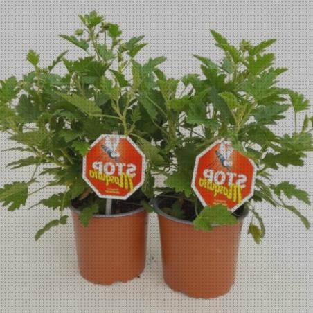 Las mejores plantas antimosquitos antimosquitos plantas antimosquitos moradas