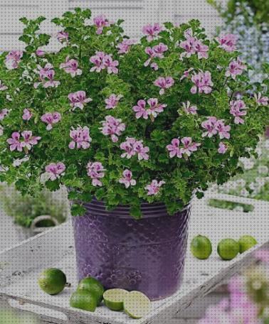 Review de plantas antimosquitos moradas