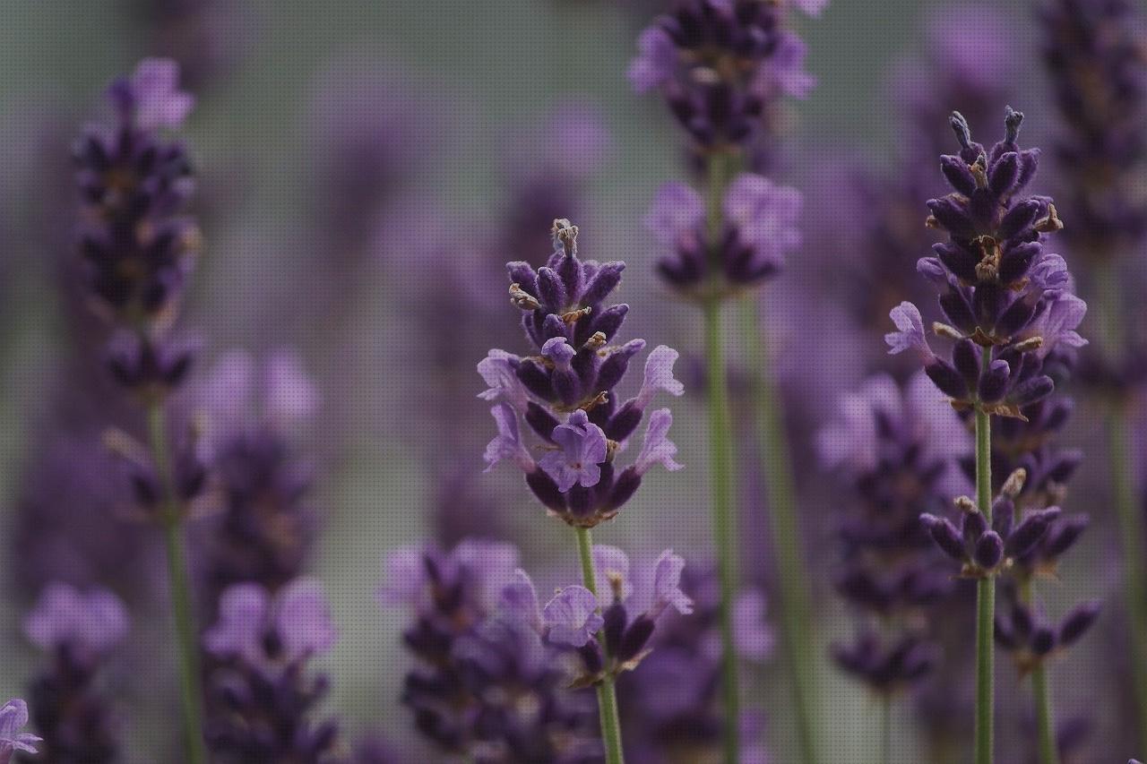 Review de plantas antimosquitos mosquitos