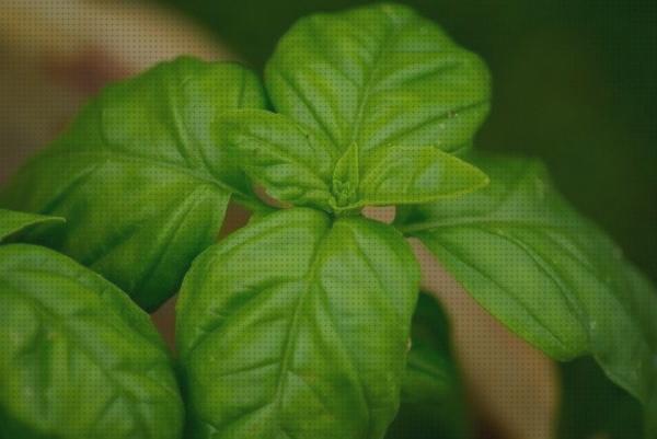 ¿Dónde poder comprar plantas antimosquitos antimosquitos plantas antimosquitos y antimoscas?