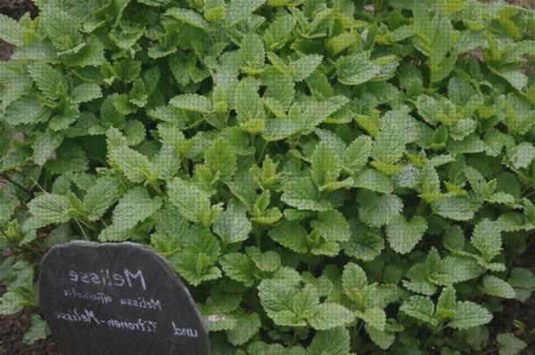 Las mejores plantas antimosquitos antimosquitos plantas antimosquitos y antimoscas
