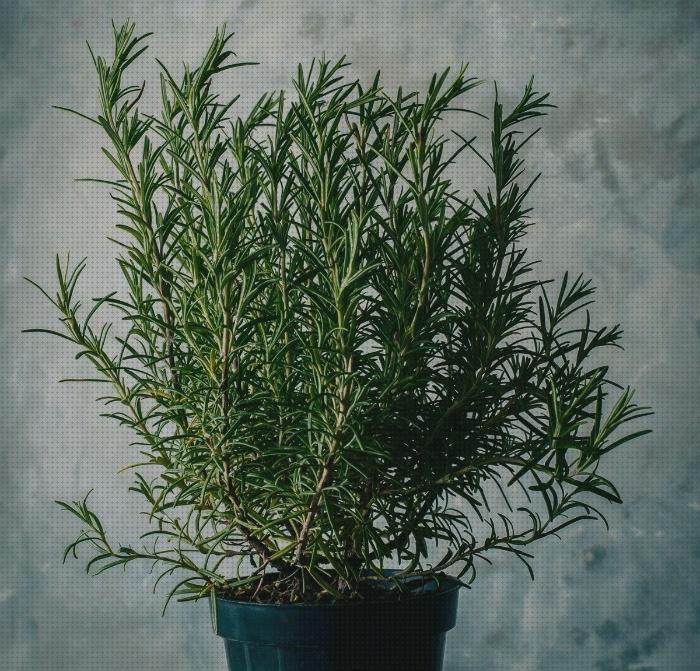 ¿Dónde poder comprar plantas antimosquitos antimosquitos plantas antimosquitos y dengues?
