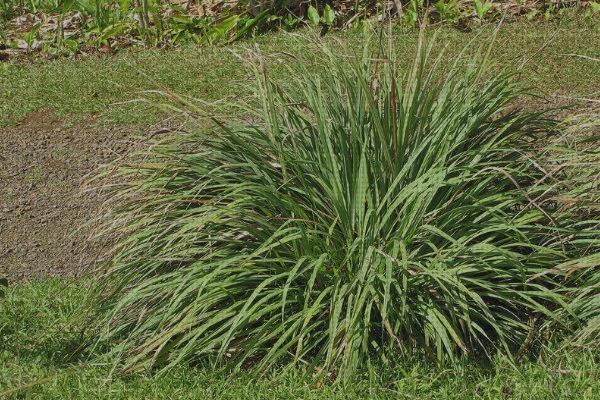 Las mejores marcas de plantas antimosquitos antimosquitos plantas antimosquitos y dengues