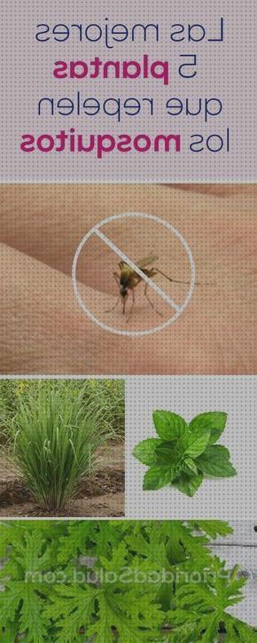 Las mejores plantas antimosquitos antimosquitos plantas antimosquitos y dengues
