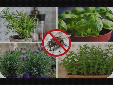Las mejores plantas antimosquitos antimosquitos plantas antimosquitos y moscas