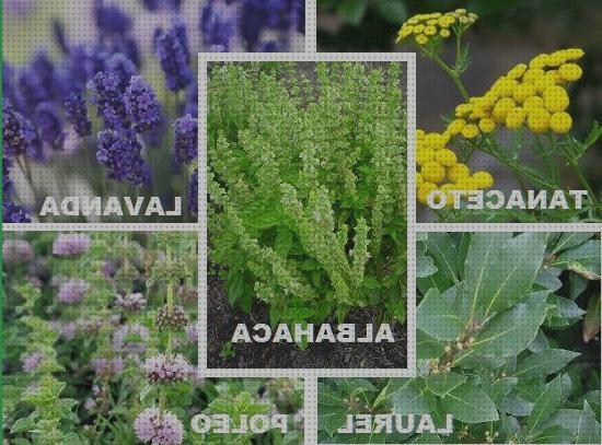 Review de plantas antimosquitos y moscas