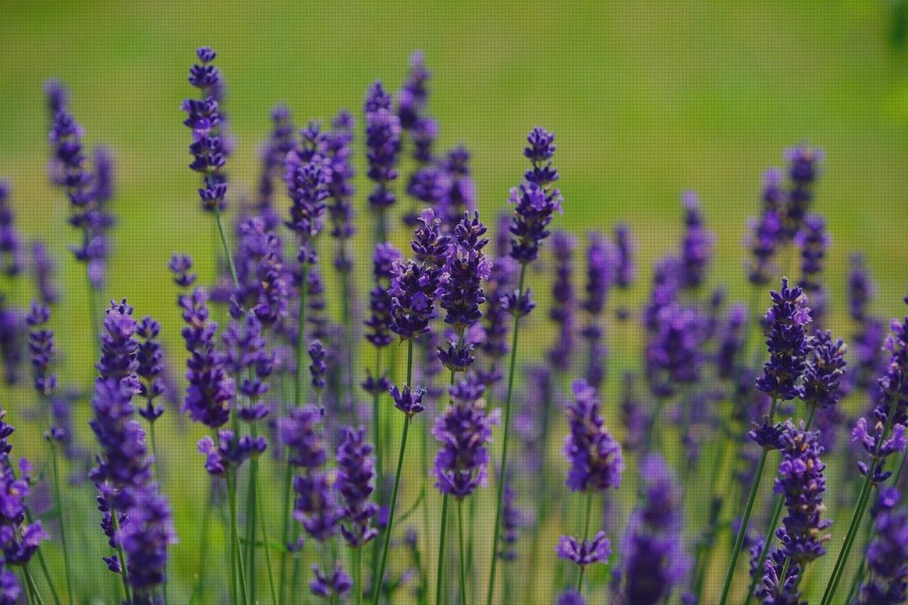 ¿Dónde poder comprar plantas antimosquitos antimosquitos plantas aromáticas antimosquitos?