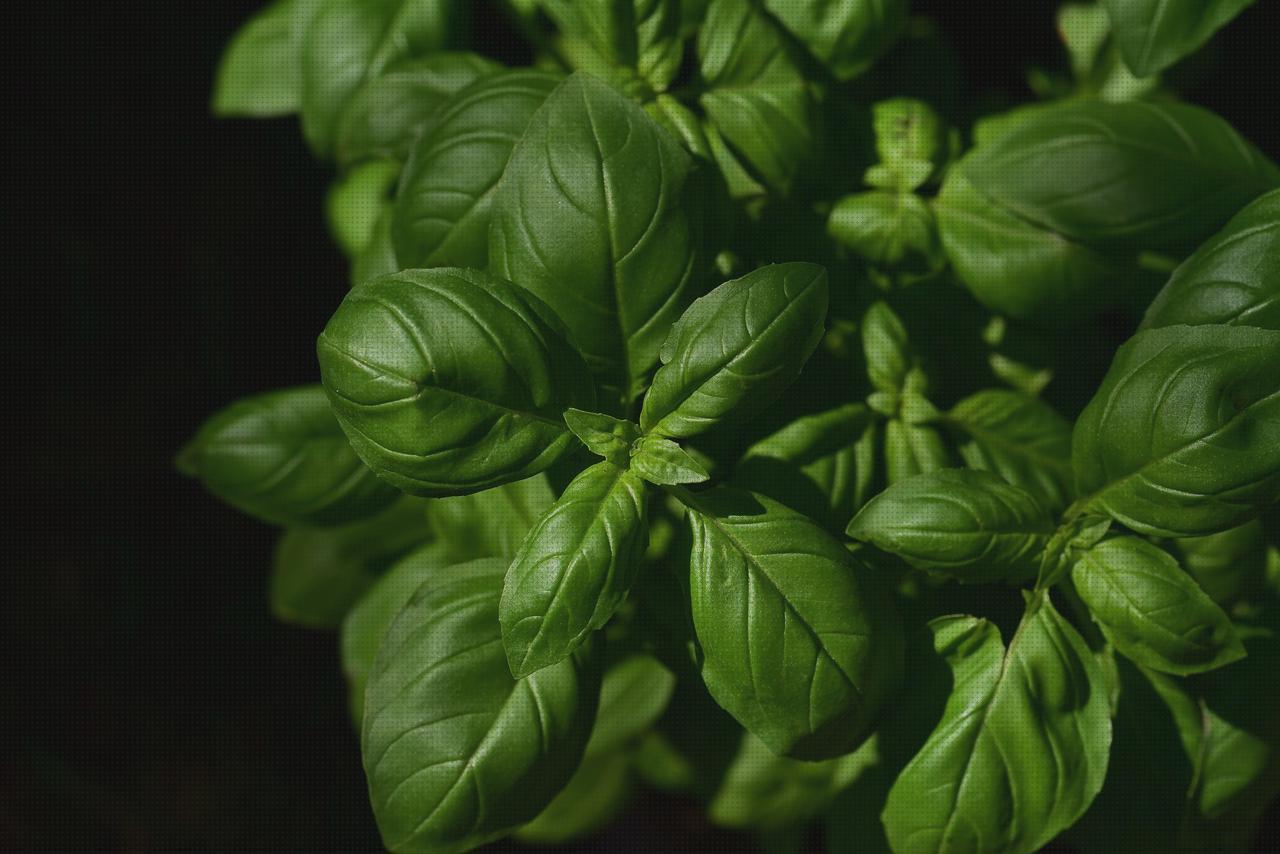 Las mejores marcas de plantas antimosquitos antimosquitos plantas aromáticas antimosquitos
