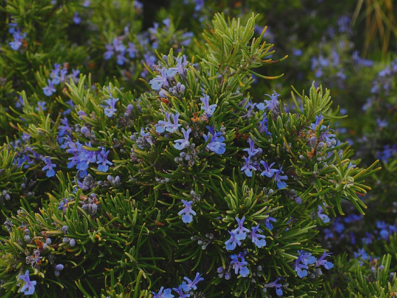 Review de plantas aromáticas antimosquitos