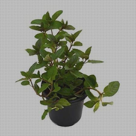 ¿Dónde poder comprar plantas antimosquitos antimosquitos plantas aromaticas antimosquitos de secano?