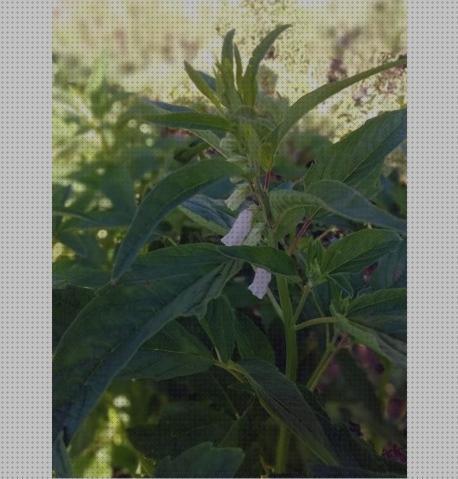 Las mejores plantas antimosquitos antimosquitos plantas aromaticas antimosquitos de secano