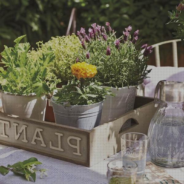 Análisis de las 19 mejores Plantas Aromaticas Antimosquitos De Secanos