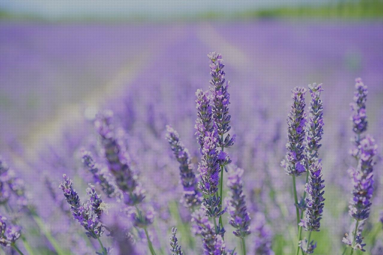 Opiniones de las 17 mejores Plantas Aromáticas Antimosquitos