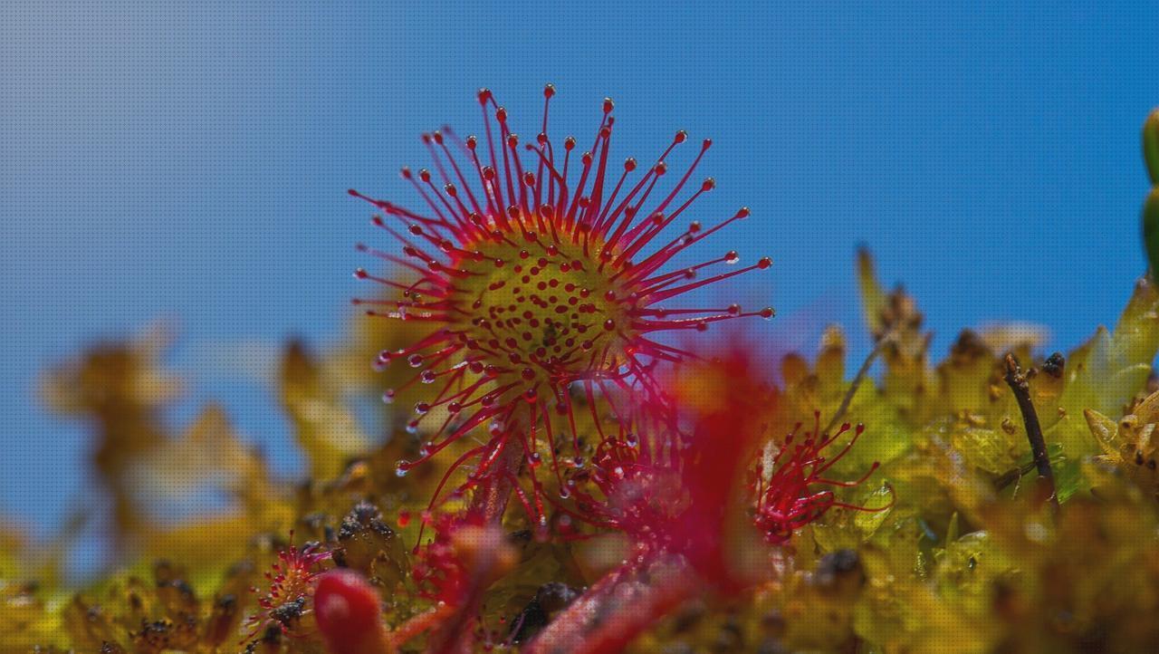 Review de plantas carnivoras antimosquitos