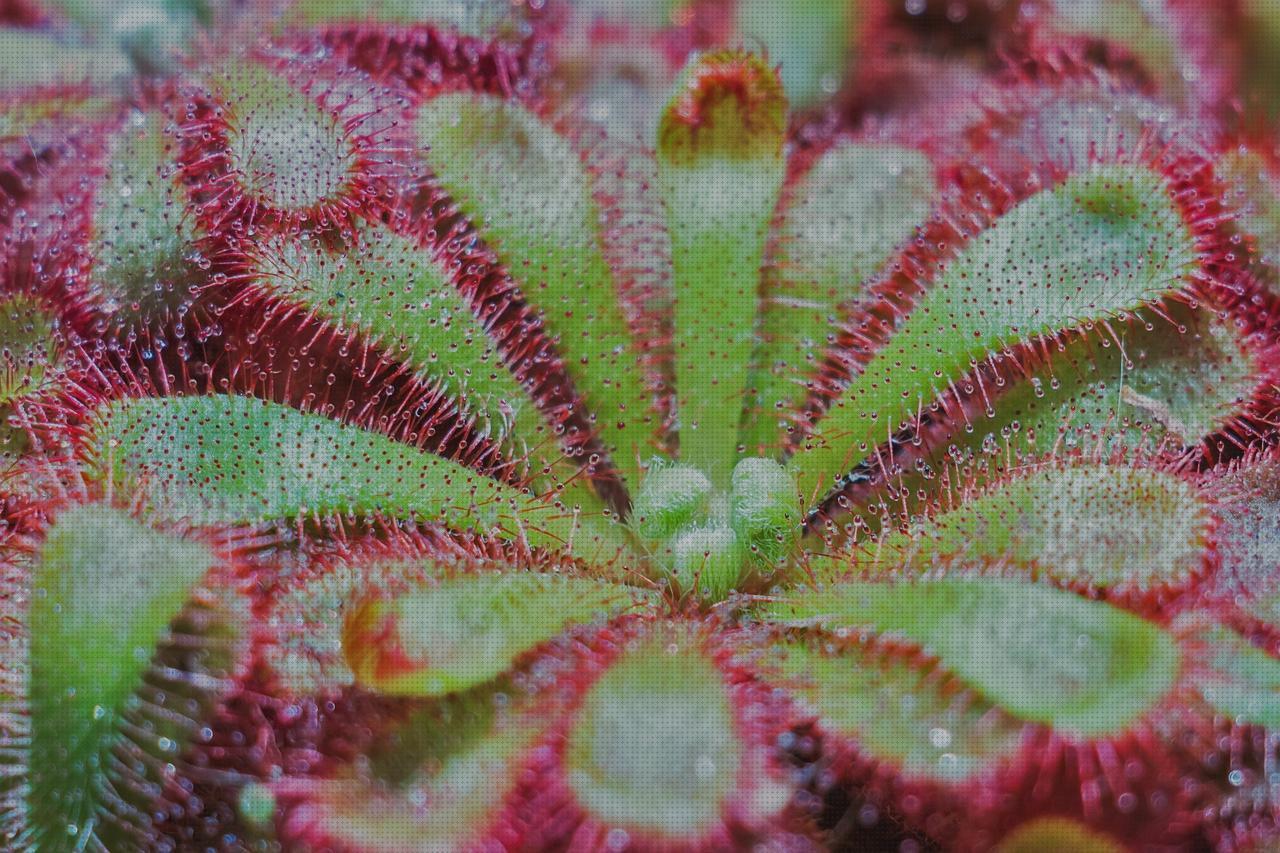 15 Mejores artículos para plantas carnivoras antimosquitos en internet