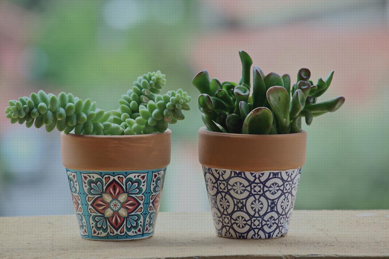 ¿Dónde poder comprar plantas antimosquitos antimosquitos plantas de terraza antimosquitos?