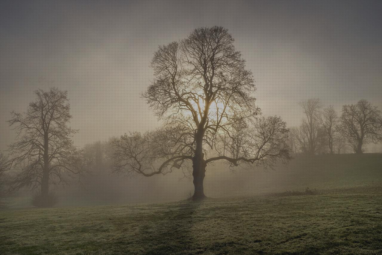 Las mejores plantas antimosquitos antimosquitos plantas exterior antimosquitos