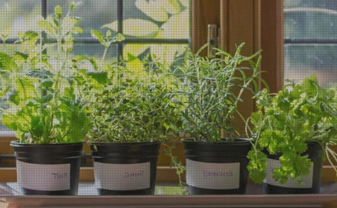 ¿Dónde poder comprar plantas antimosquitos antimosquitos plantas interio antimosquitos?