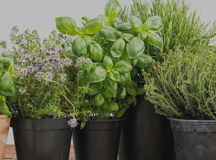 Las mejores marcas de plantas antimosquitos antimosquitos plantas interio antimosquitos