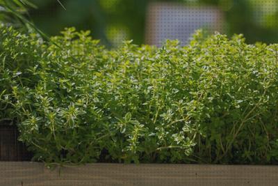 Review de plantas interio antimosquitos