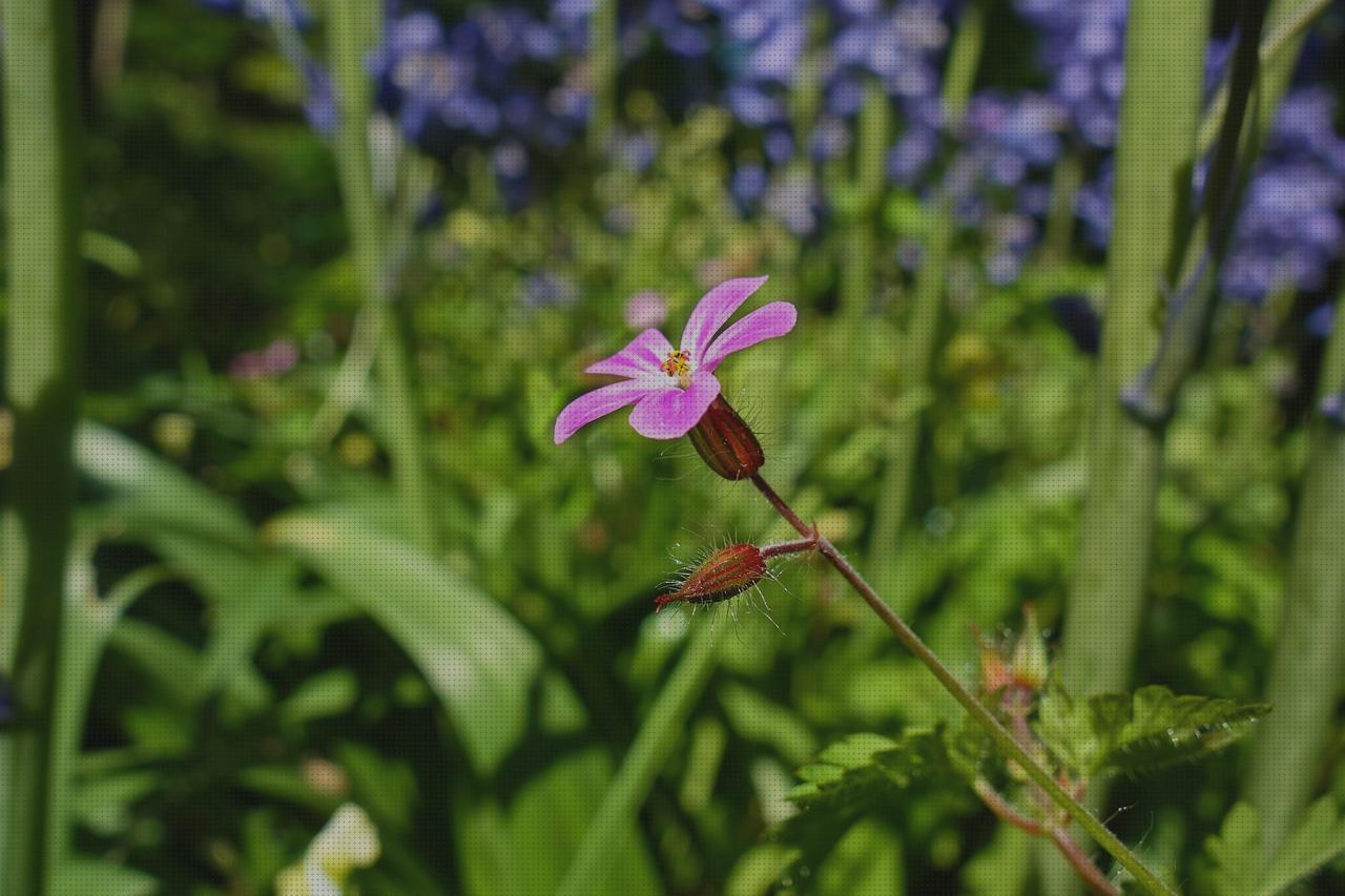 Las mejores marcas de plantas antimosquitos antimosquitos plantas repelentes antimosquitos
