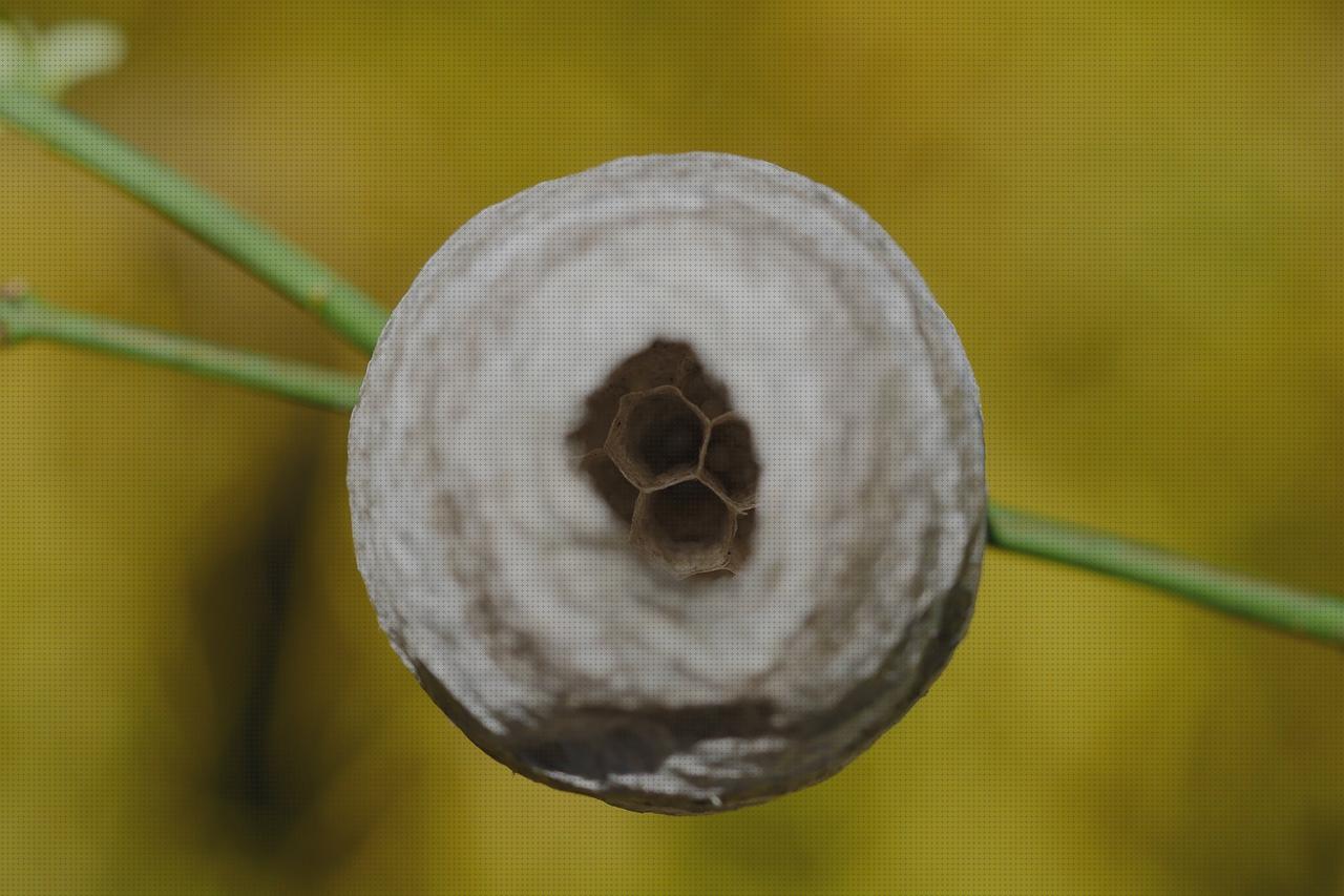 Las mejores plantas antimosquitos antimosquitos plantas repelentes antimosquitos