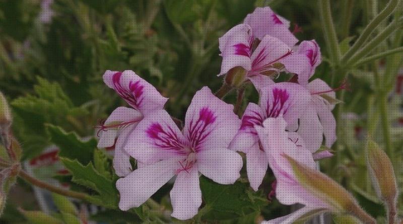 Las mejores lampara antimosquito plantas tapizante antimosquito