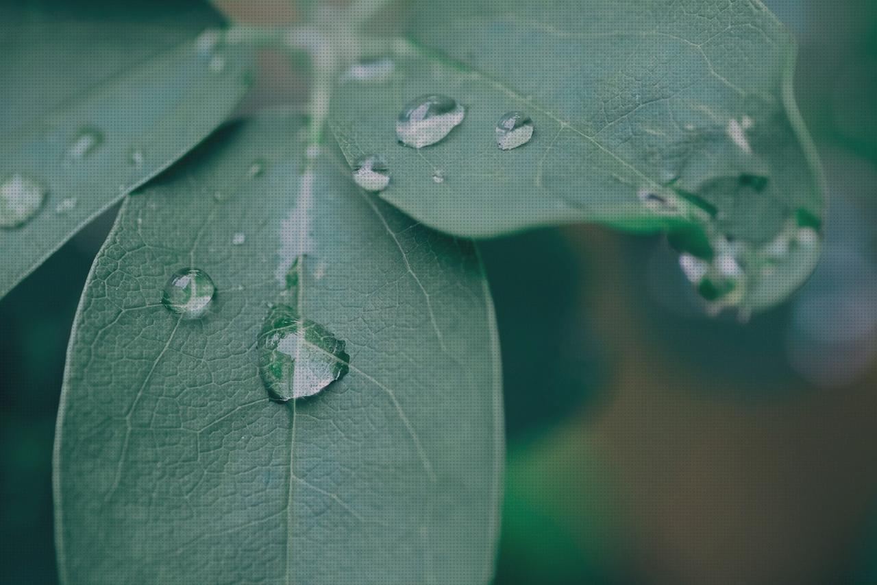 Las mejores marcas de plantas antimosquitos antimosquitos plantas trepadoras antimosquitos