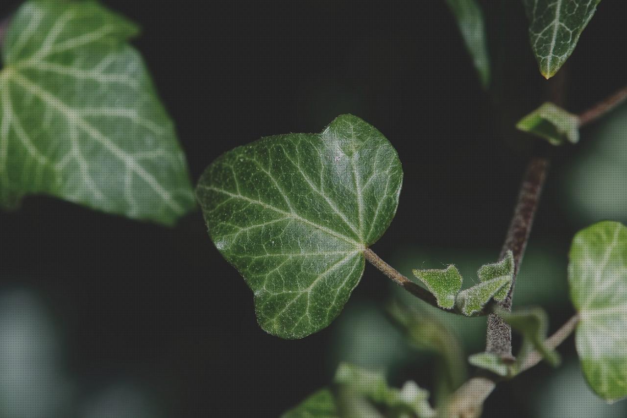 Las mejores plantas antimosquitos antimosquitos plantas trepadoras antimosquitos