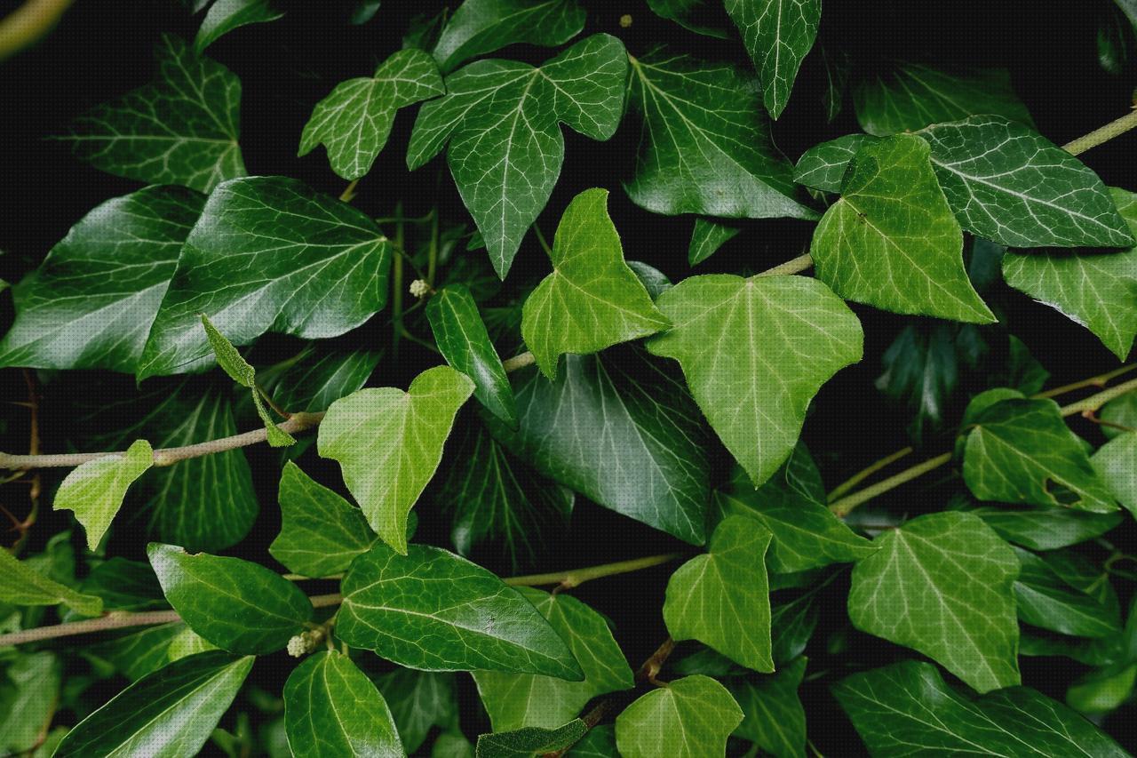 Review de plantas trepadoras antimosquitos