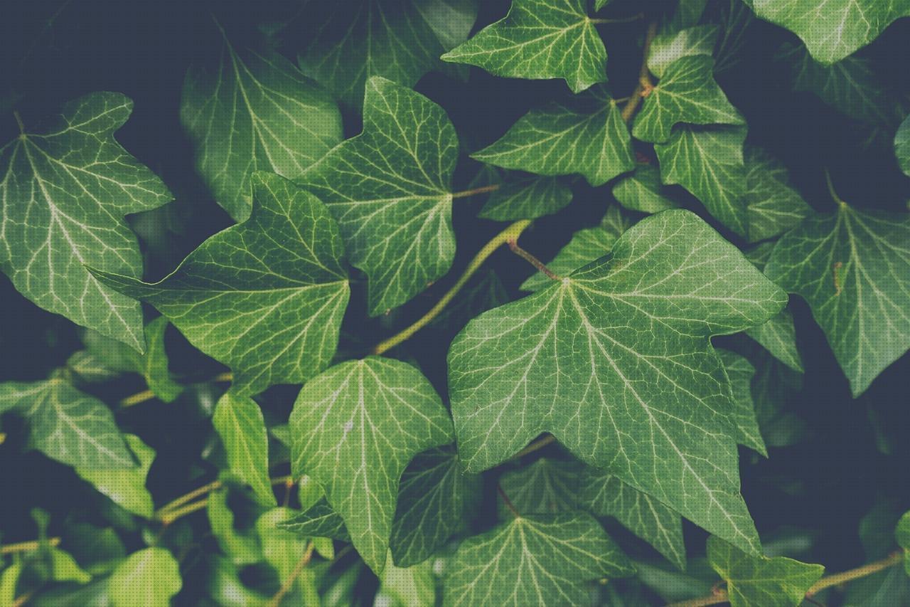 Análisis de los 32 mejores accesorios para plantas trepadoras antimosquitos a la venta