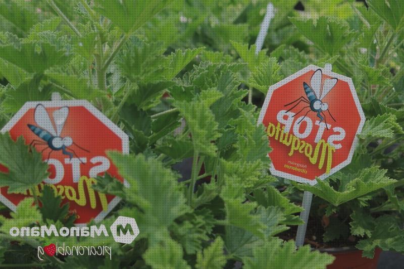 Las mejores marcas de Más sobre tiamina antimosquitos Más sobre hamkaw antimosquitos Más sobre antimosquitos lanta plntas antimosquitos