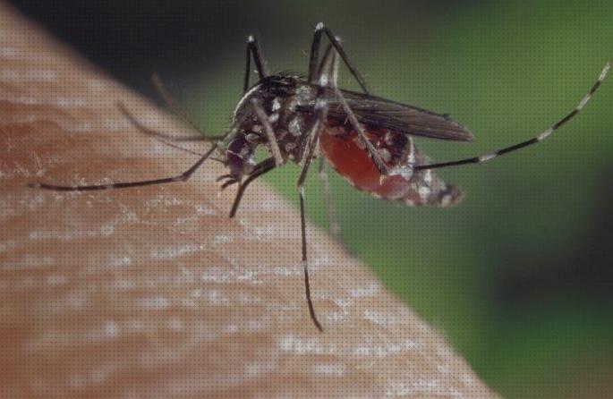 Análisis de los 22 mejores pmd antimosquitos