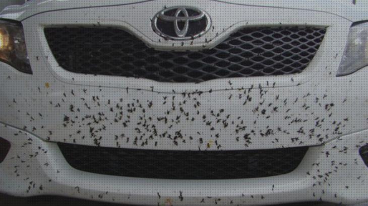 Los 31 Mejores Priductos Antimosquitos De Coches