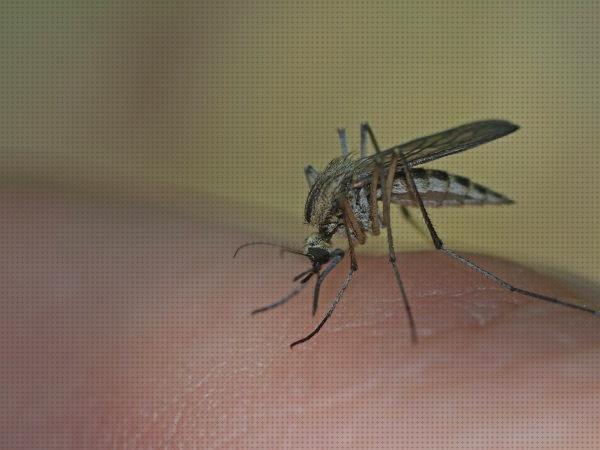Las mejores productos antimosquitos antimosquitos productos antimosquitos eficaces