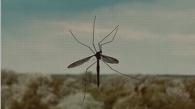 Review de productos antimosquitos en espacios abiertos