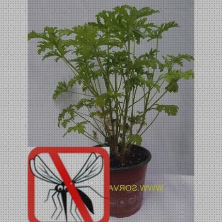 Las mejores Más sobre tiamina antimosquitos Más sobre tiamina antimosquitos Más sobre hamkaw antimosquitos raiz antimosquitos