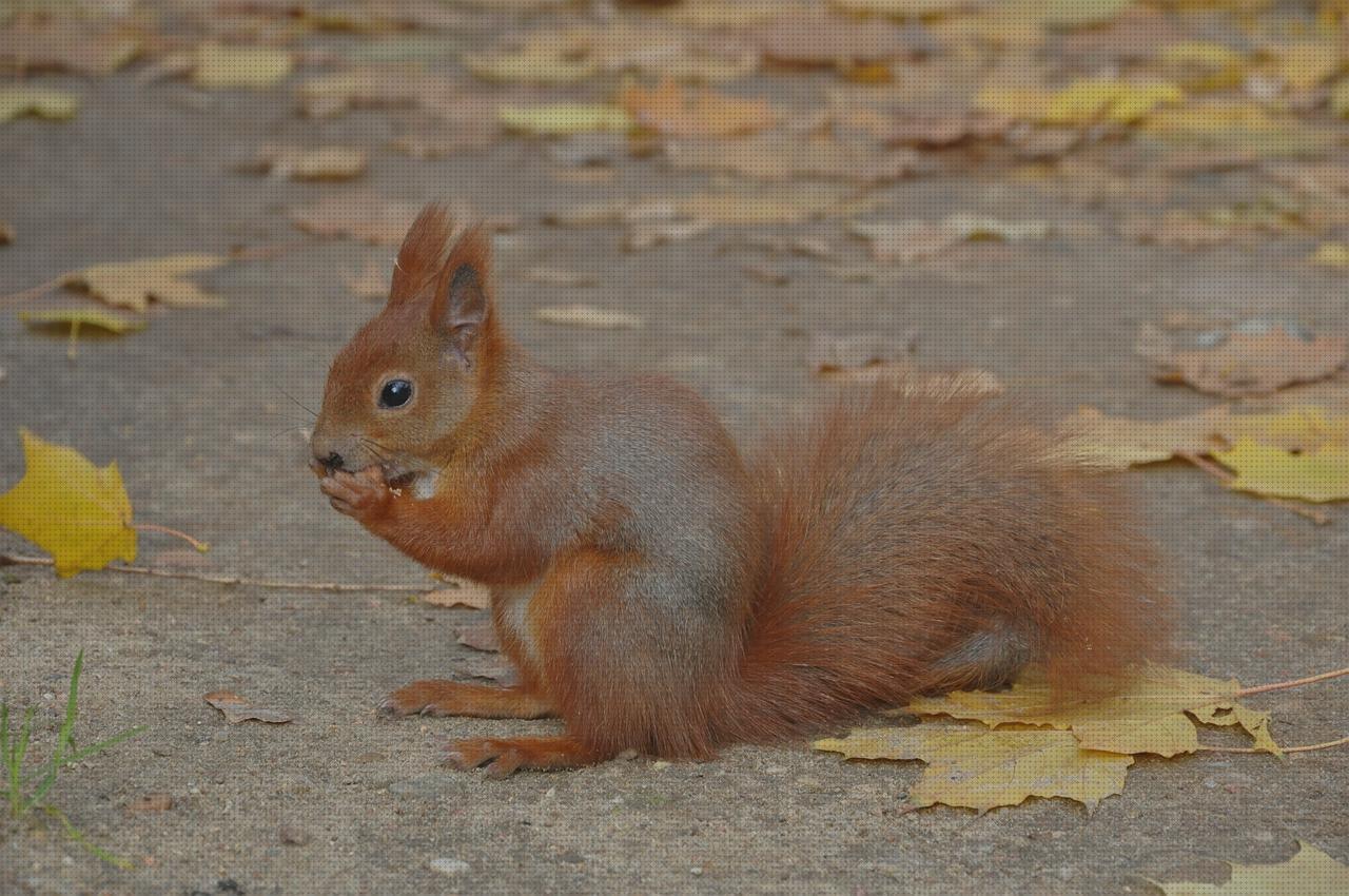 Review de ruda antimosquitos