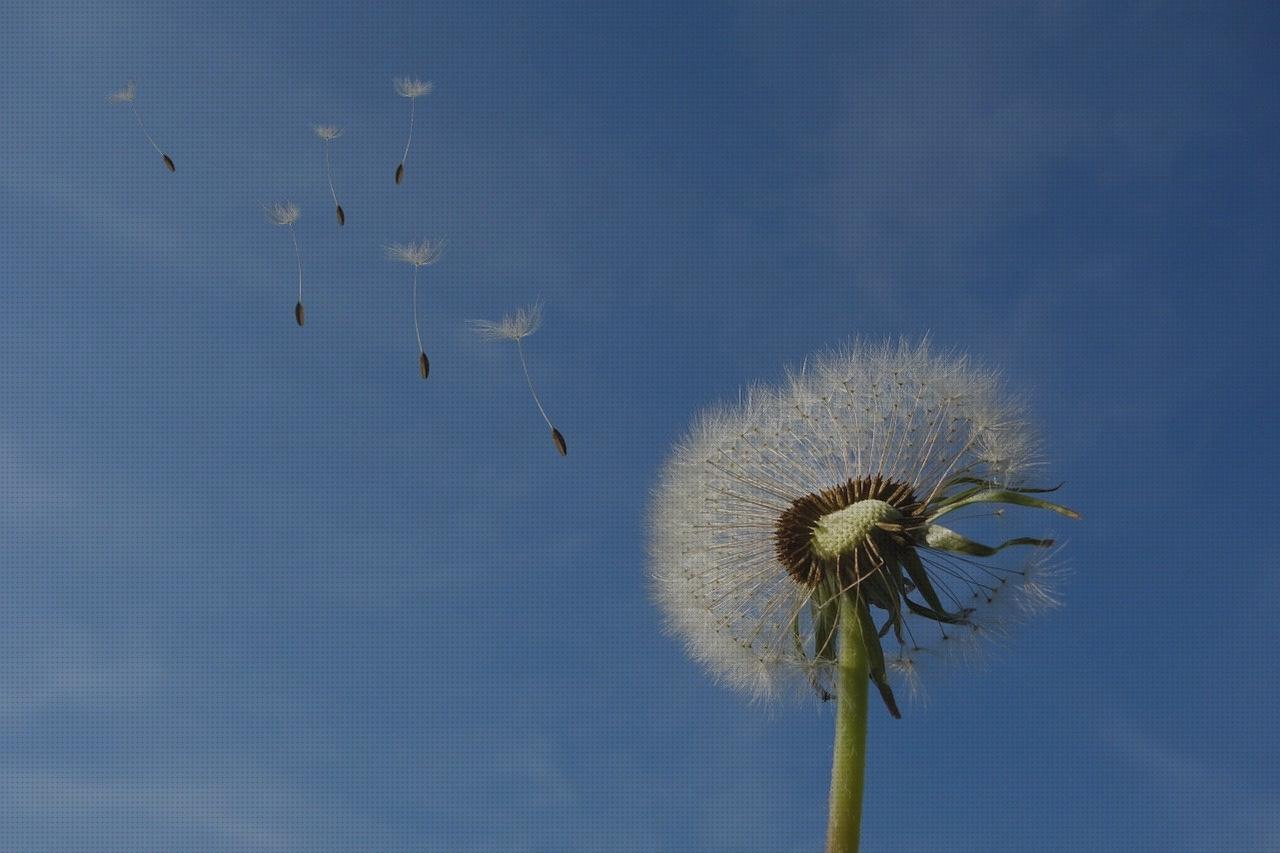 Las mejores marcas de plantas antimosquitos antimosquitos semillas plantas antimosquitos