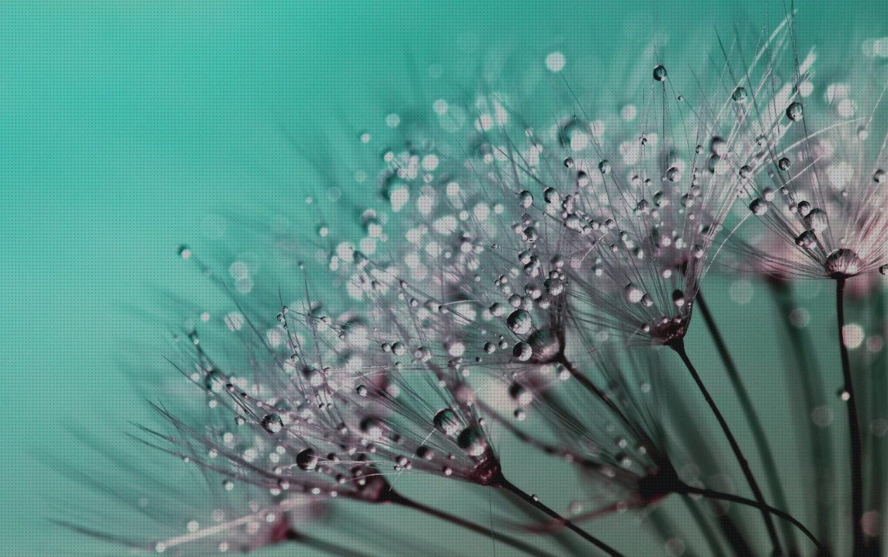 Las 28 Mejores artículos para semillas plantas antimosquitos