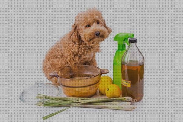 ¿Dónde poder comprar spray antimosquitos leishmania Más sobre pulsera antimosquitos ladybug Más sobre tiamina antimosquitos spray antimosquitos leishmania perros?