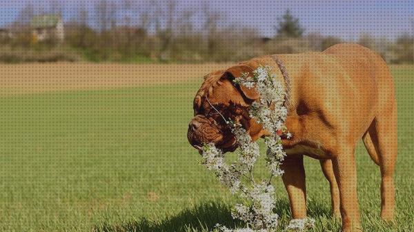 Las mejores marcas de spray antimosquitos leishmania Más sobre pulsera antimosquitos ladybug Más sobre tiamina antimosquitos spray antimosquitos leishmania perros