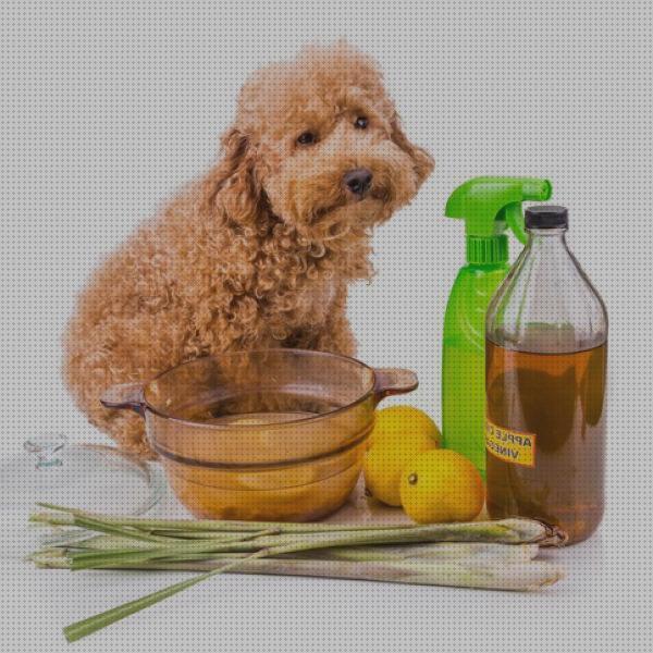 ¿Dónde poder comprar spray antimosquitos leishmania Más sobre pulsera antimosquitos ladybug Más sobre tiamina antimosquitos spray perros antimosquitos leishmania?