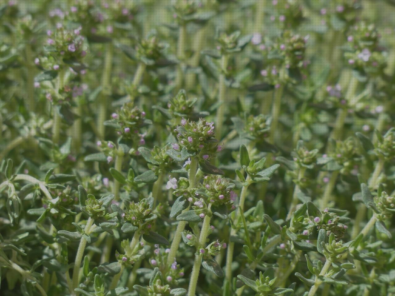 Review de thymus moroderi antimosquitos