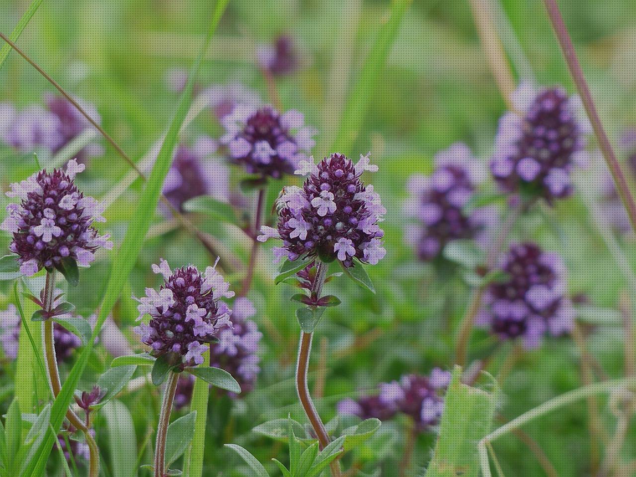 9 Mejores thymus moroderi antimosquitos a la venta