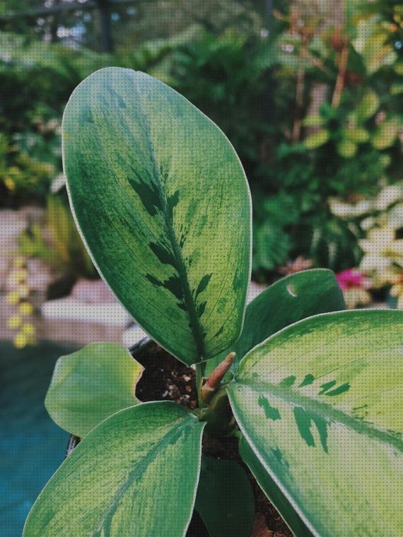 Las mejores marcas de Más sobre antimosquitos lanta Más sobre antimosquitos mechero Más sobre antimosquitos sonata tropify antimosquitos