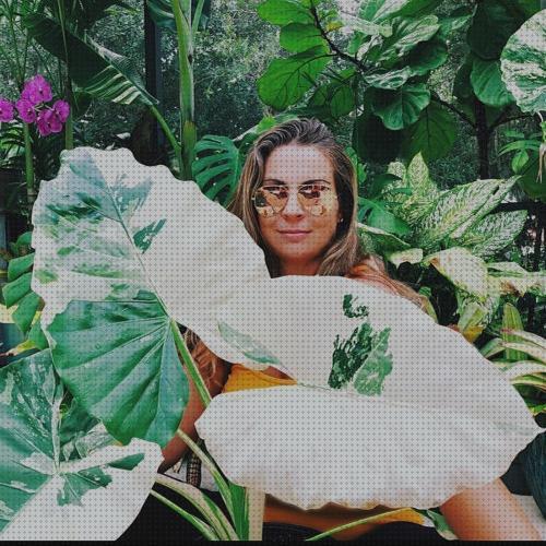 Las mejores Más sobre antimosquitos lanta Más sobre antimosquitos mechero Más sobre antimosquitos sonata tropify antimosquitos