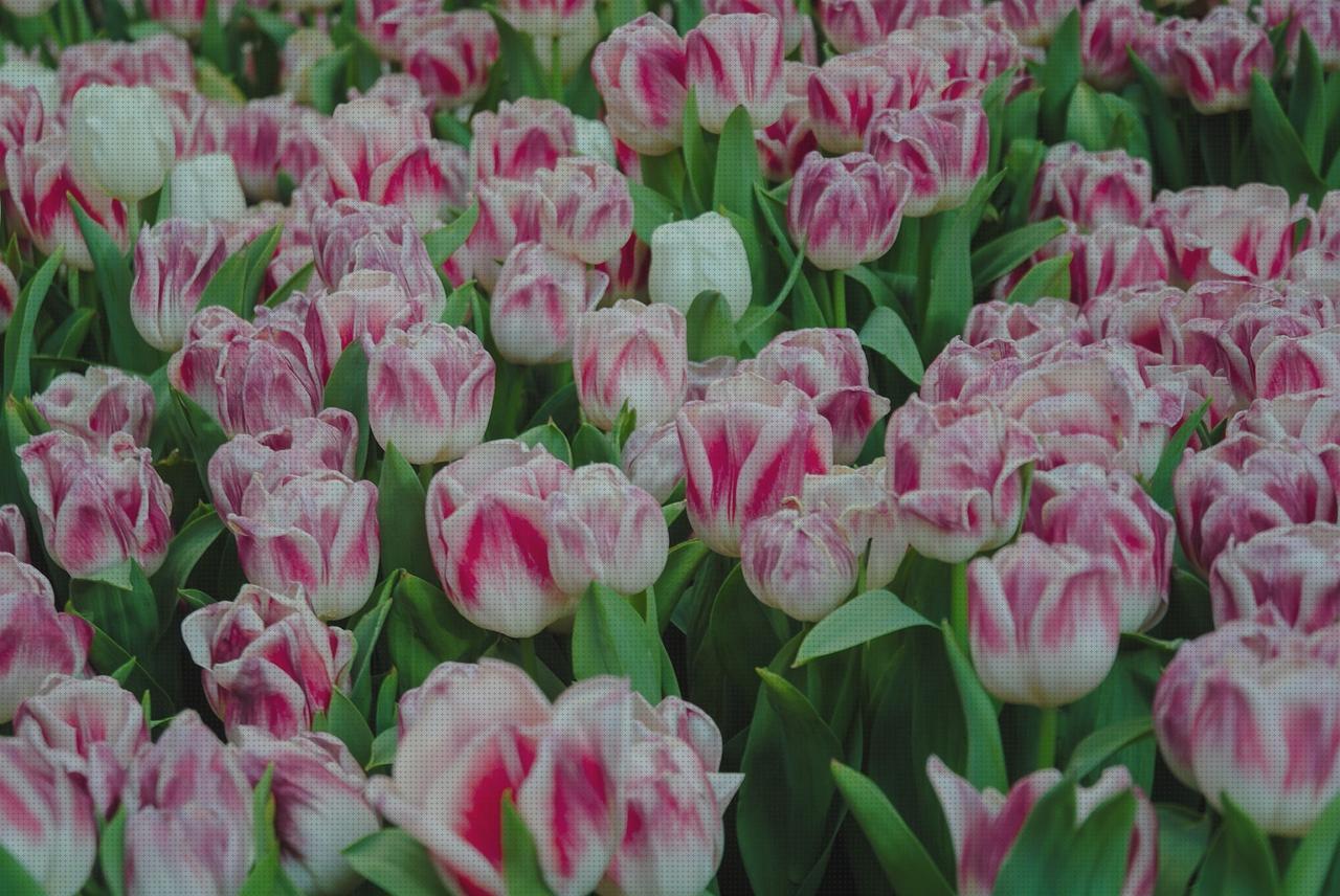Las mejores marcas de lampara niño mesilla tulipa lampara mesilla