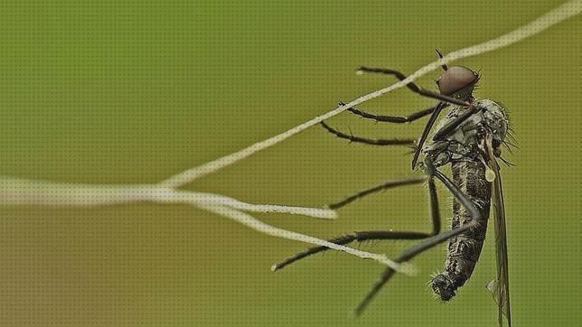 Las mejores marcas de antimosquitos ultrasonido antimosquitos ultrasonidos antimosquitos cientificamente demostrado
